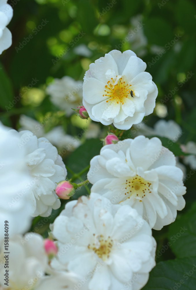 Rose blanche Rose blanche