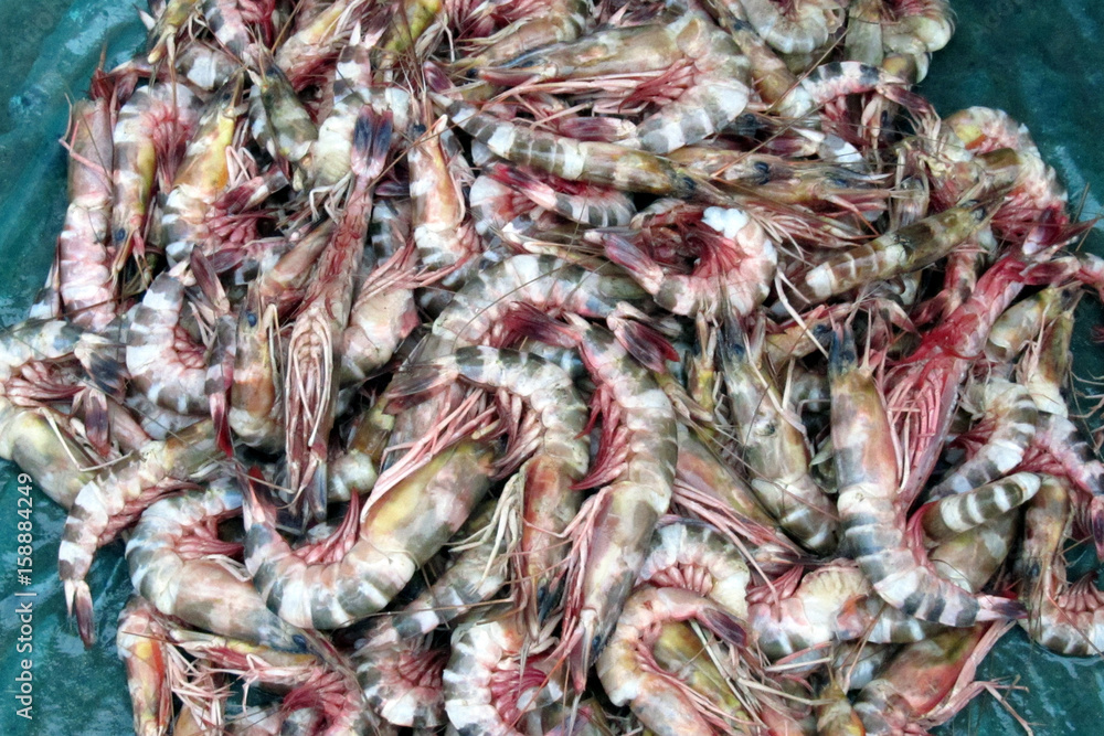 Tiger shrimp are at fish market. Tiger shrimp are at fish market.
