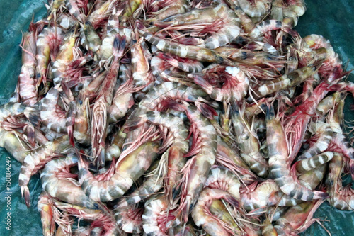 Tiger shrimp are at fish market.