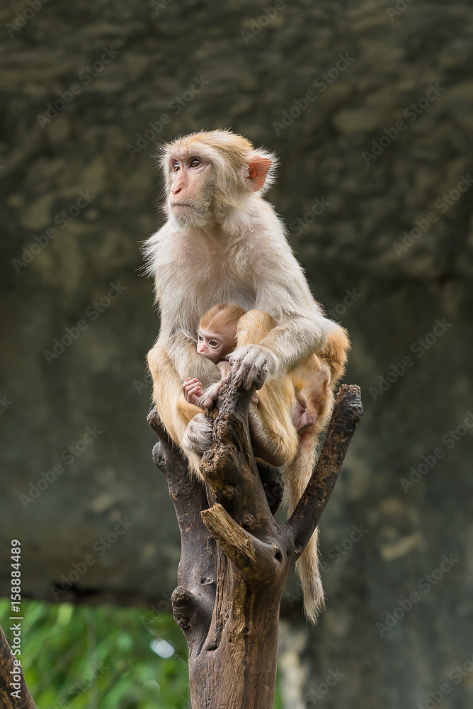 A female Rhesus macaque is holding her baby. A female Rhesus macaque is holding her baby.