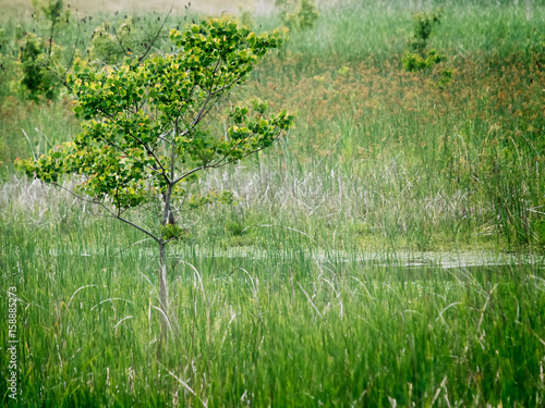 Tree in Swmp Soft photo