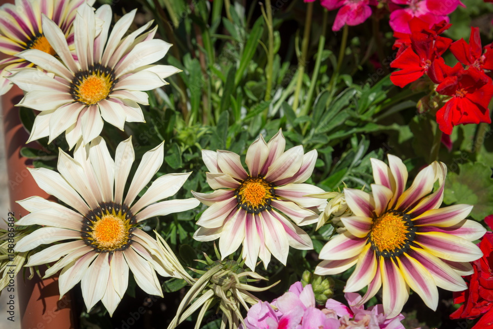 Fototapeta premium fiori