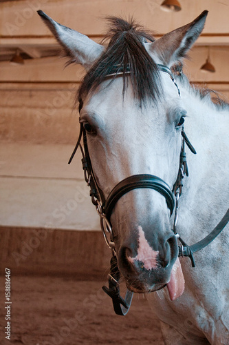Head of a gray horse with his tongue out. A horse farm. Ranch. Horseback riding 