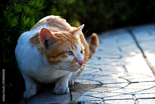 White and red cat gaze something and sitting on thefloor and green leaves background photo