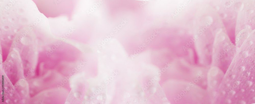 Beautiful Flower Tender Sweet Background Pink Peony Closeup with Water Drops. Blurred Background.