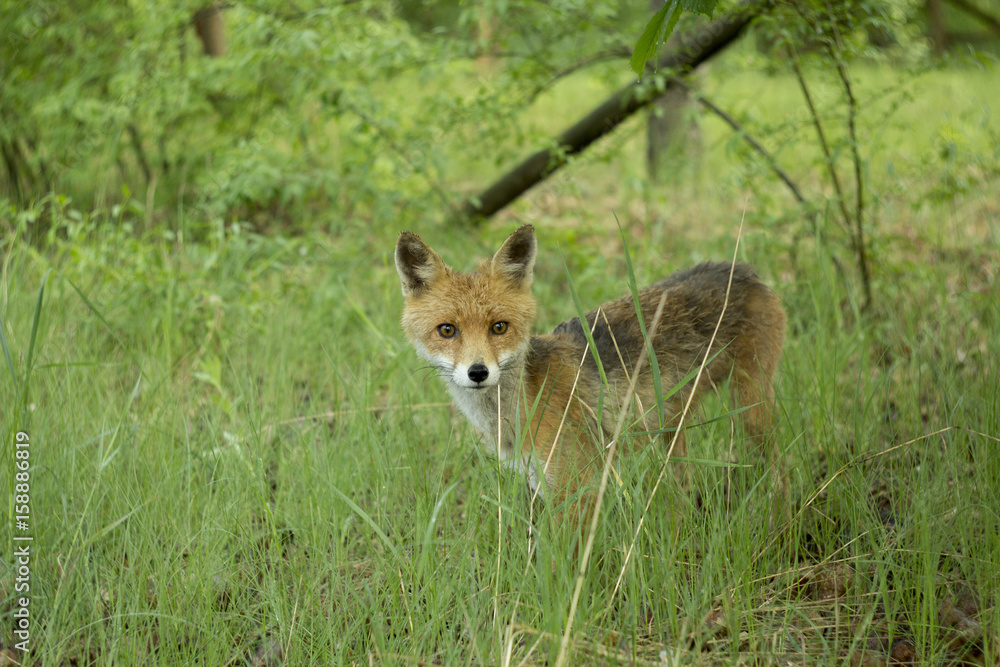 Chernobyl fox