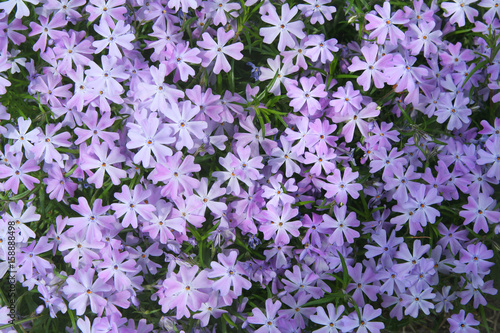 polsterphlox photo