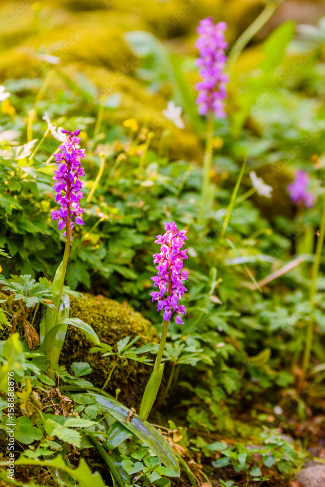Western marsh orchid (Dactylorhiza majalis), in morning sunlight. Flowers are purplish red and leaves spotted. Here seen in damp environment.