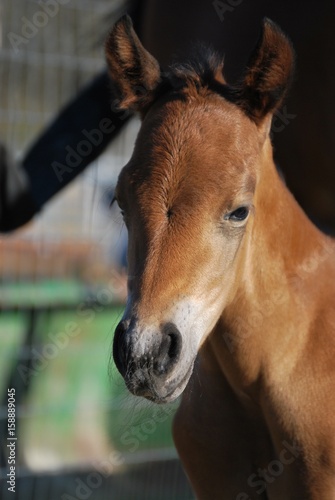 Sweet Filly