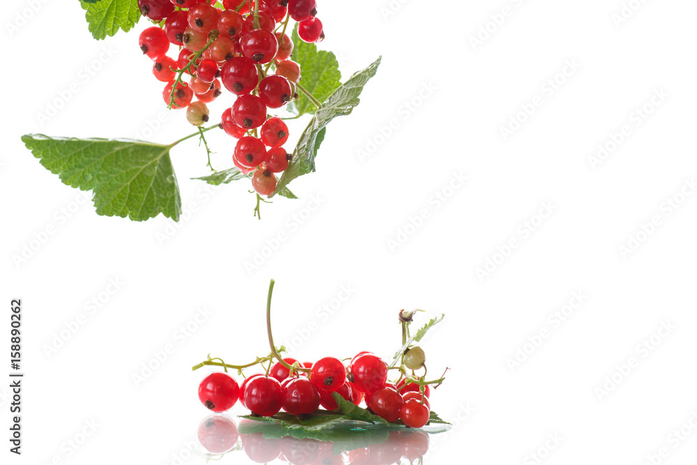Fresh red currant Fresh red currant