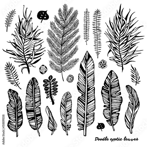 Set of black doodle exotic, banana leaves on a white background. Vector botan...
