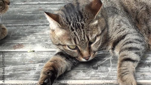 Three cats on wooden table in the garden, zoom out green eyes photo