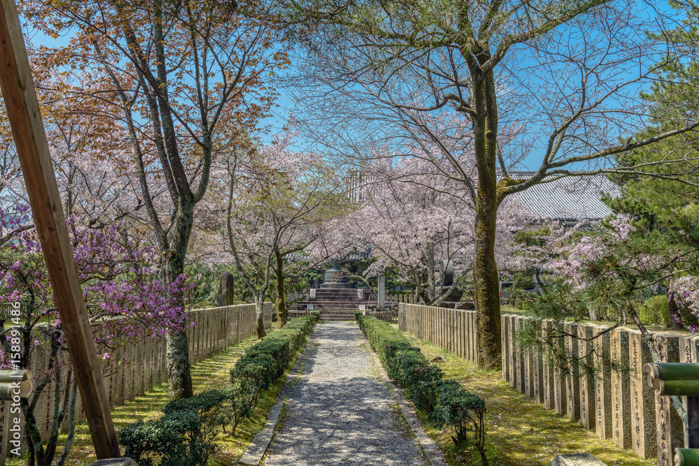京都嵯峨野　大覚寺の春景色