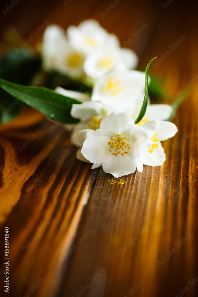 White jasmine flower White jasmine flower