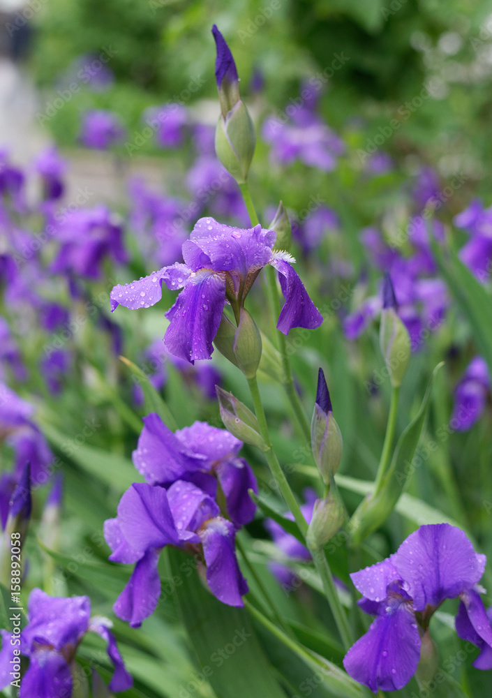 Beautiful purple flower on green background