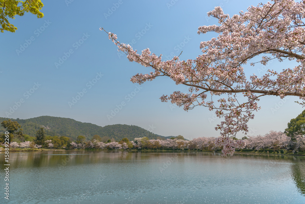 京都嵯峨野　大沢池の春景色