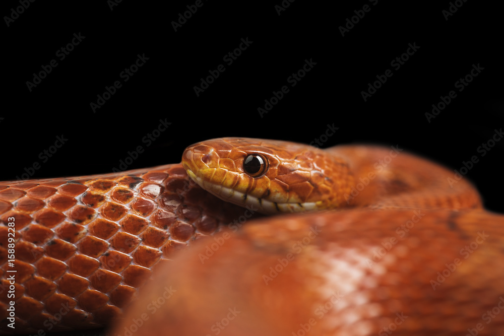 Fototapeta premium Close up of a corn snake