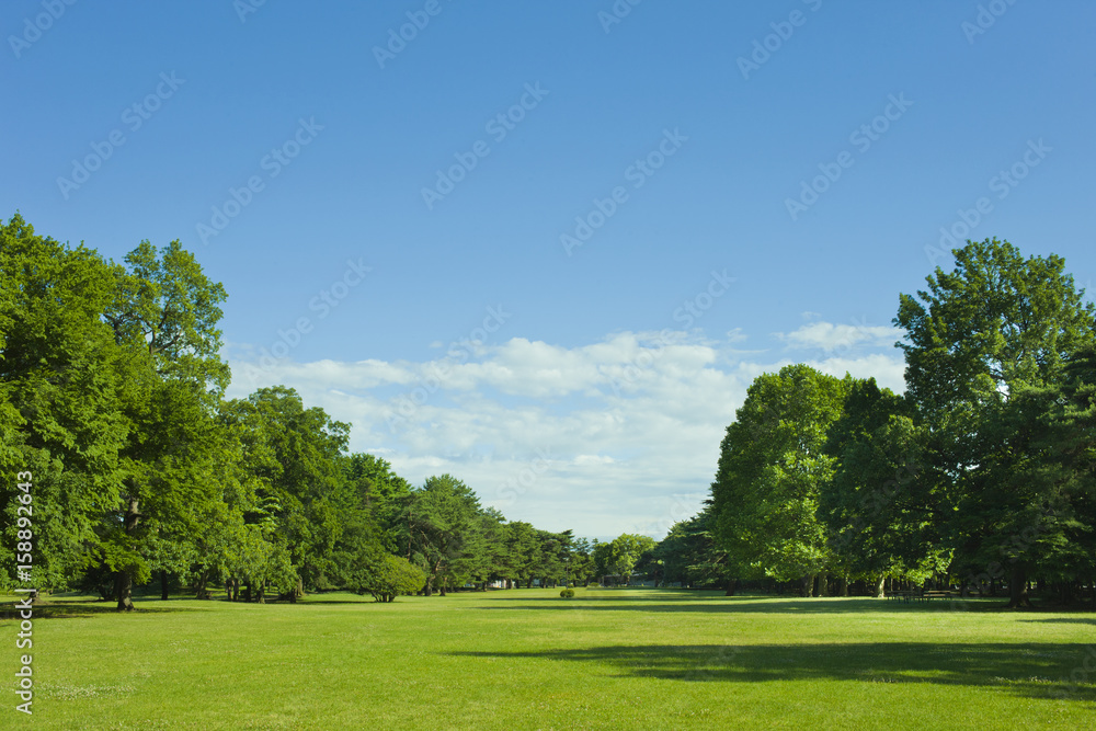 公園　芝生