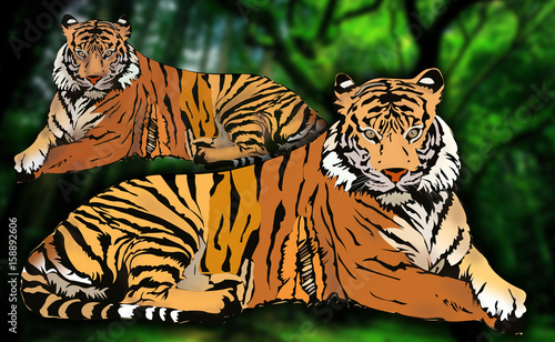 Fototapeta Naklejka Na Ścianę i Meble -  Royal Bengal Tiger illustration, isolated on white background
