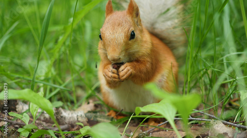 Red squirrel deftly gnaws nuts in the park