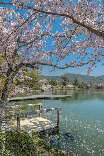 京都嵯峨野 大沢池の春景色
