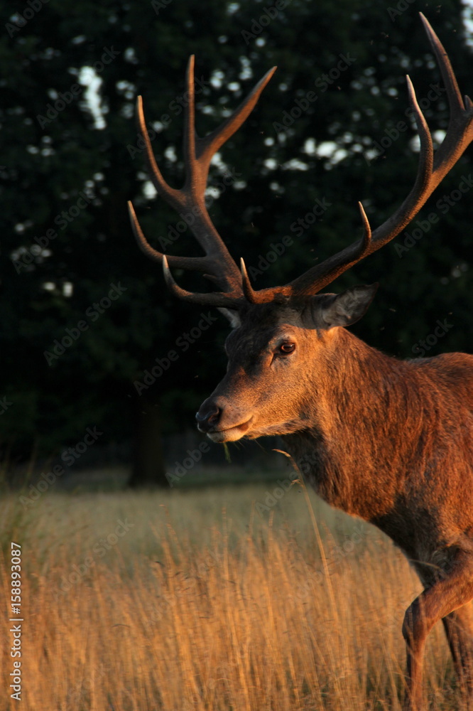 Oh deer Oh deer