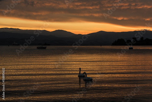 Swans on a sunset