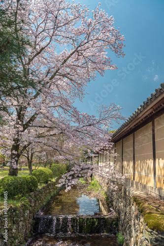 京都嵯峨野 大覚寺の春景色