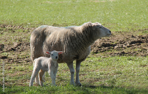 Fotografi A Mother Ewe Sheep with Her Baby Lamb.
