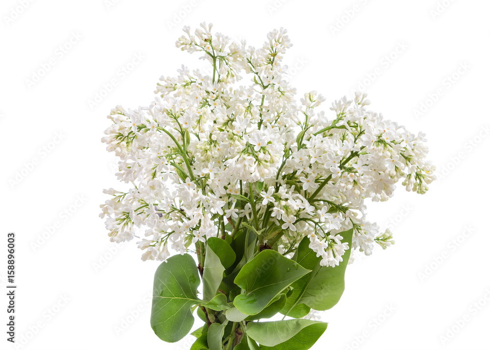 Image with a lilac. Image with a lilac.
