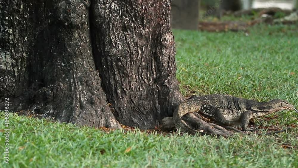 Monitor lizard climbing down from the tree in Lumpini Park. Bangkok, Thailand. Monitor lizard climbing down from the tree in Lumpini Park. Bangkok, Thailand.