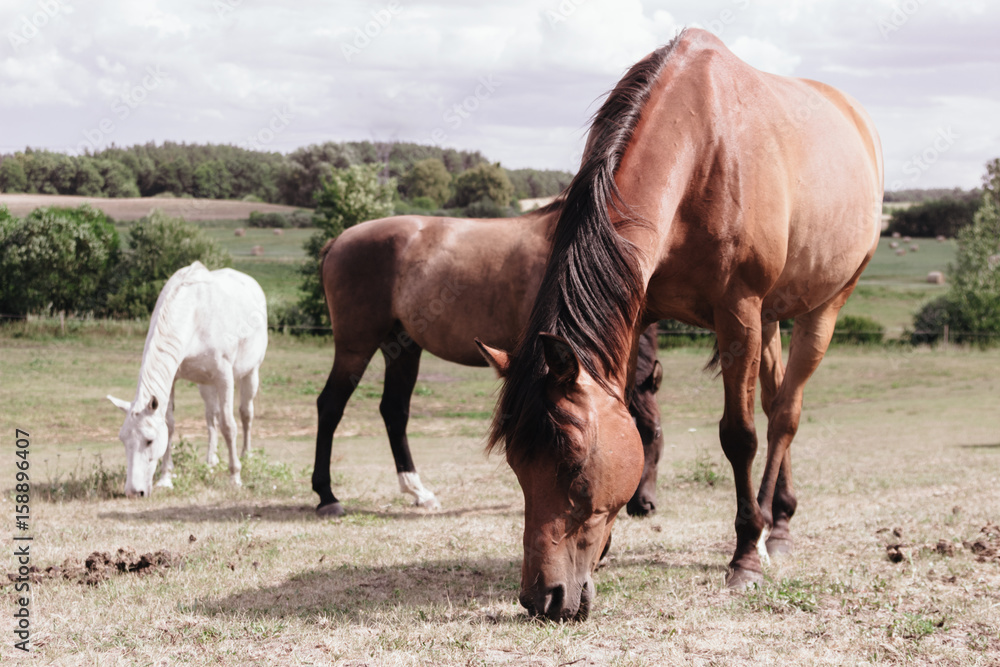 Horses herd on meadow field during summer