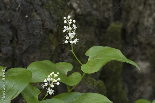 Maianthemum bifolium flowers