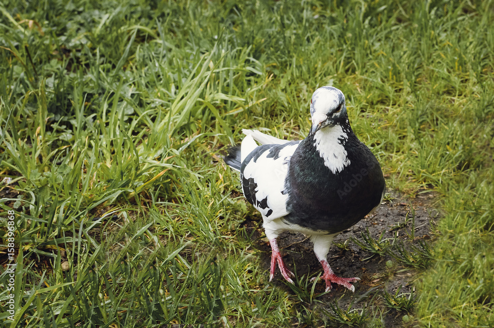Beautiful pigeon with a white head in the park on a summer day, Close-up, selective focus.