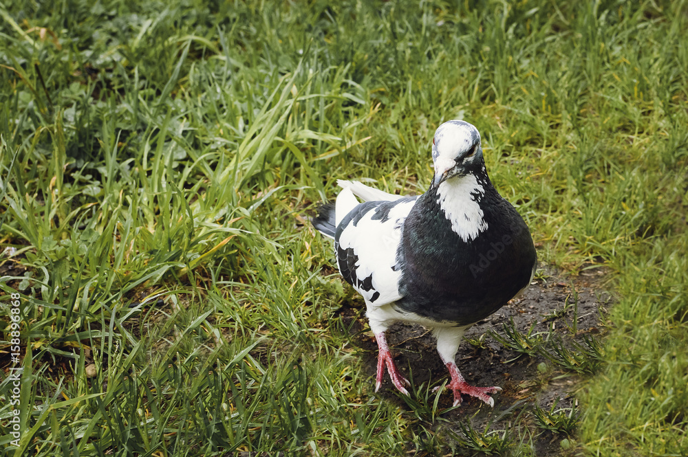 Obraz premium Beautiful pigeon with a white head in the park on a summer day, Close-up, selective focus.