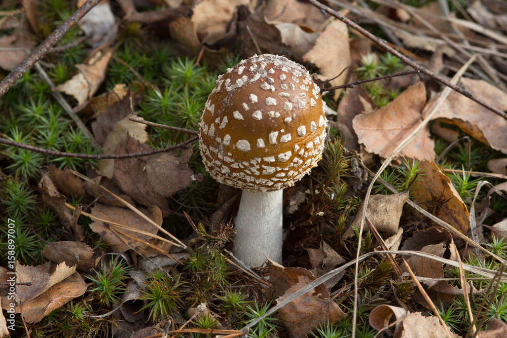 mushroom in the autumn wood mushroom in the autumn wood