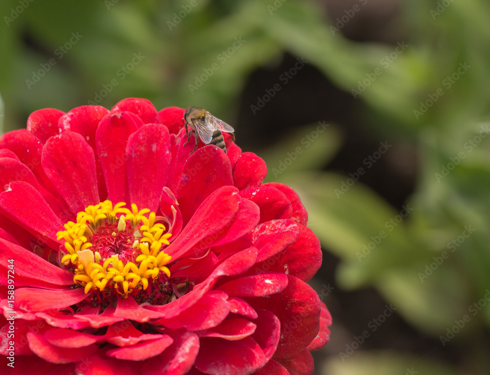 bee sits on a purple flower to collect honey bee sits on a purple flower to collect honey