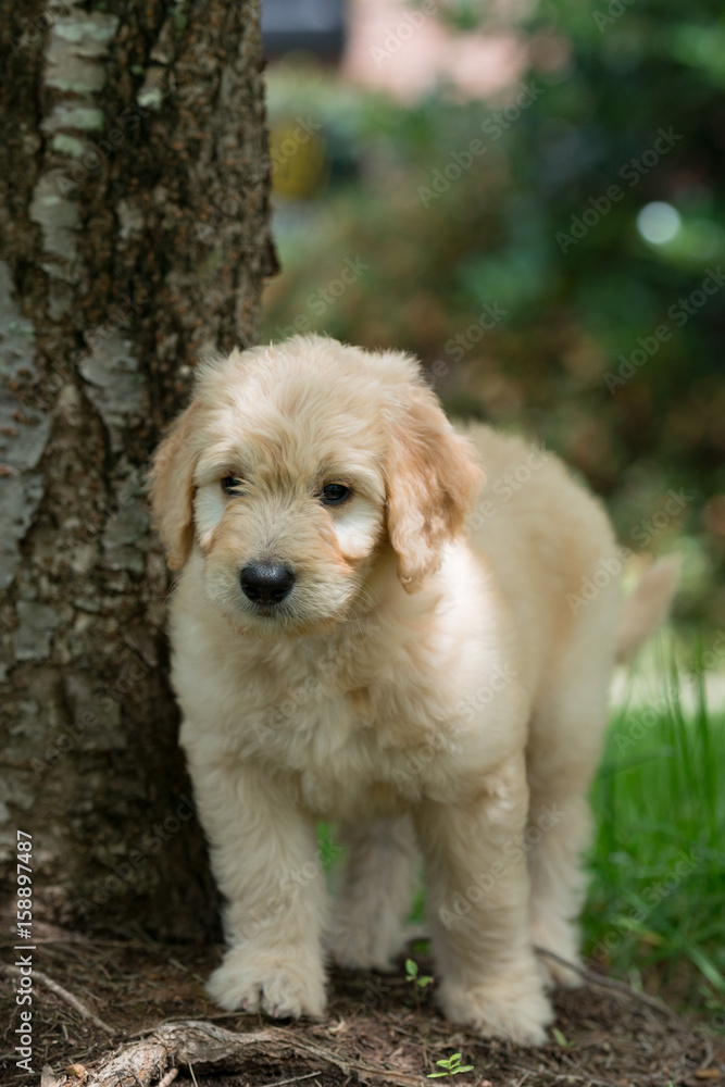 Eight week old golden retriever puppy standing by a tree