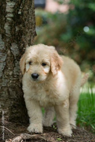 Eight week old golden retriever puppy standing by a tree