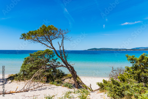 White sand and pine trees in Alghero