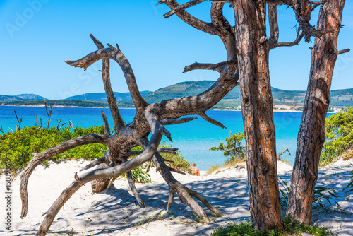 Pine trunks by the sea in Maria Pia beach © Gabriele Maltinti