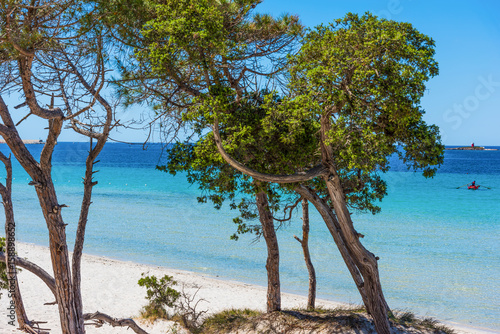 Fototapeta Naklejka Na Ścianę i Meble -  Pine trees by the sea in Maria Pia beach