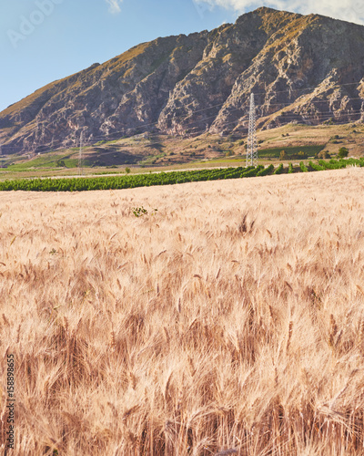 Wheat field with mountains in the background