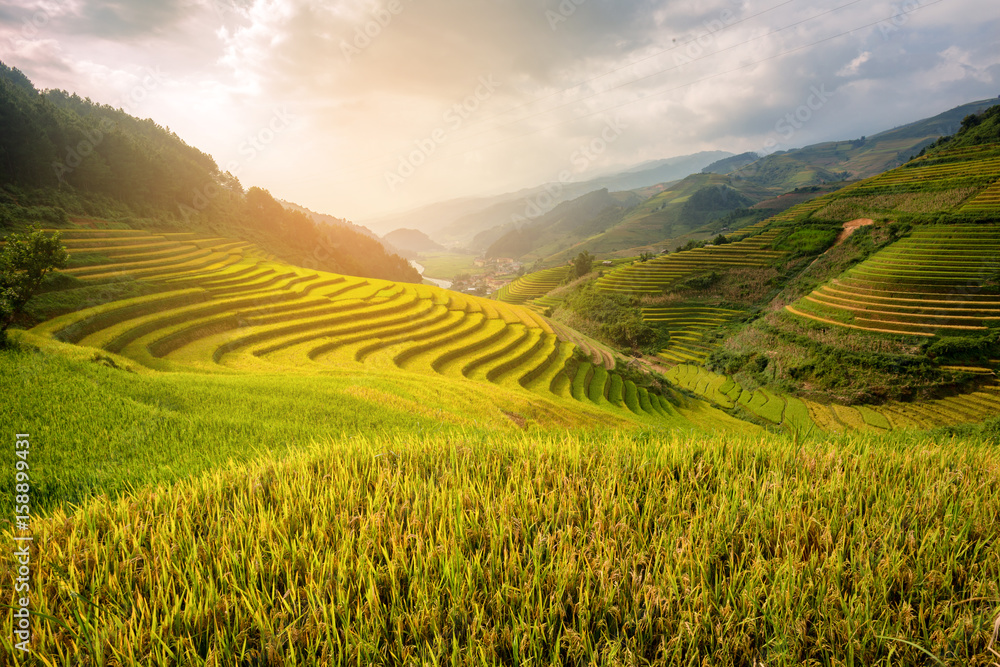 Vietnam Beautiful Sunlight landscape rice field terrace