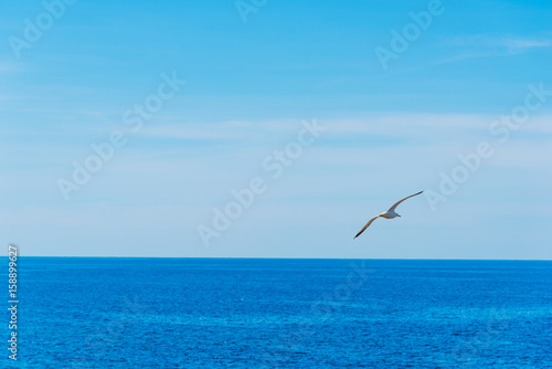 Seagull flying over the blue sea in Sardinia