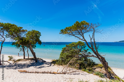 Pine trees in Maria Pia beach