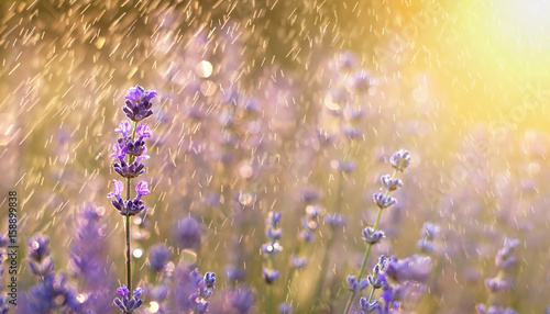 Summer rain in the field with purple lavender flowers 