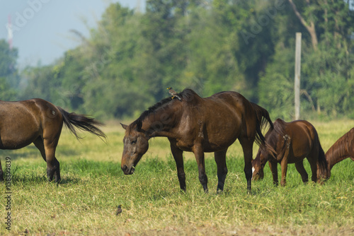 Group of three young horses...