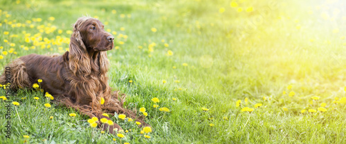 Website banner of a happy Irish Setter dog with dandelion flowers