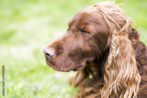 Lazy sleepy Irish Setter dog resting © Reddogs